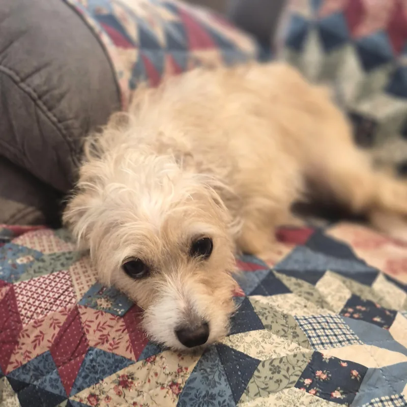 A young small-sized female Yellow / Tan / Blond / Fawn Norfolk Terrier dog named Harper for adoption in Southport, CT