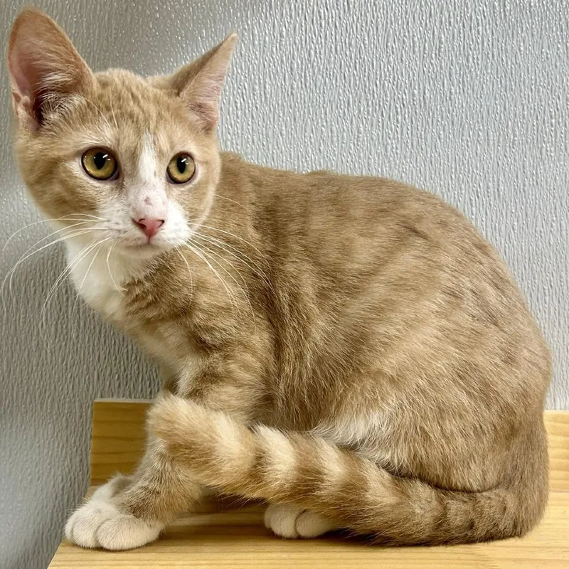 A young medium-sized male Orange / Red Domestic Short Hair cat named Higgins for adoption in St Joseph, MO