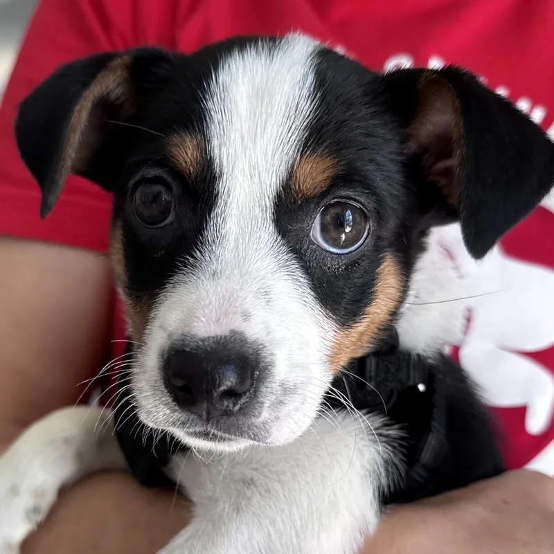 A baby medium-sized female Australian Shepherd dog named Stacey for adoption in Palatine, IL