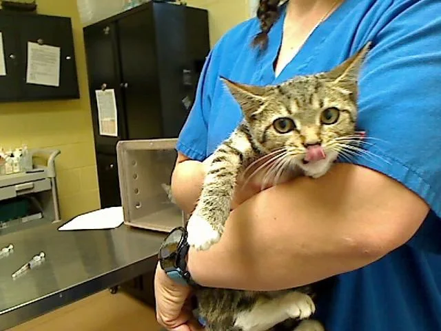 A baby medium-sized female Domestic Short Hair cat named Ariana Grande for adoption in Cookeville, TN