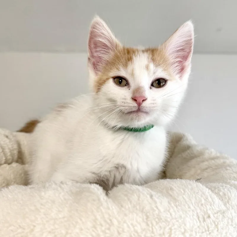 A baby small-sized female White Domestic Short Hair cat named Flare for adoption in Rochester, MN