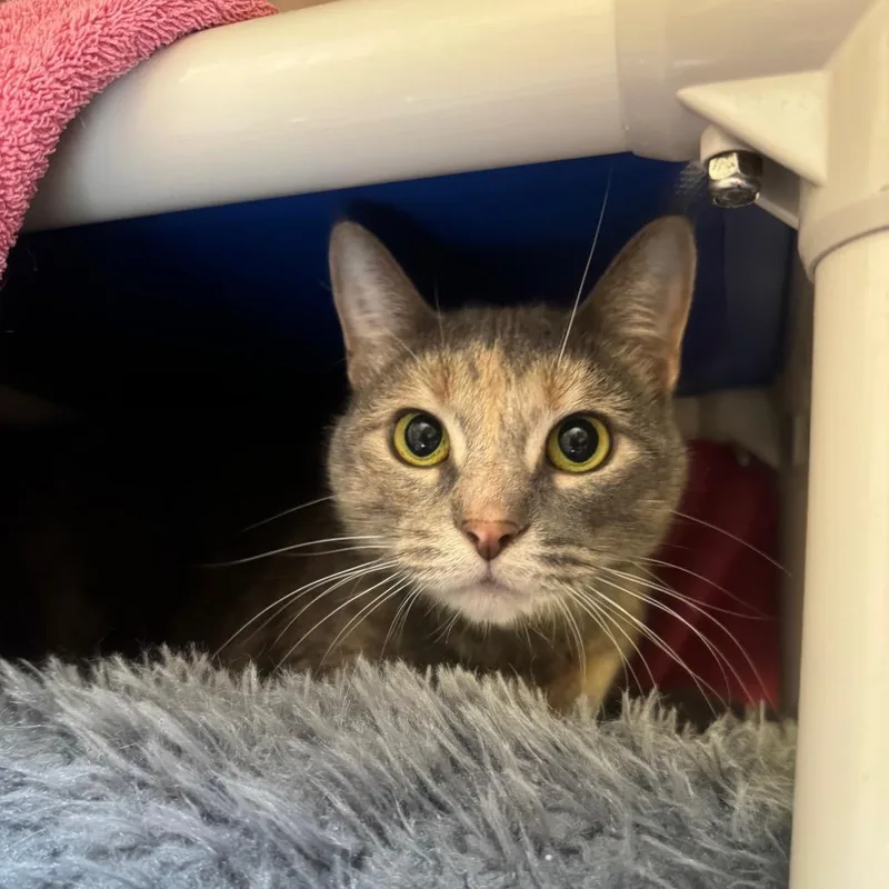 An adult large-sized female Domestic Short Hair cat named Stormy for adoption in York, PA