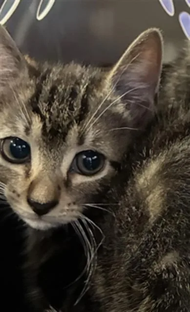 A baby small-sized male Domestic Short Hair cat named Marvin for adoption in Palmetto, FL