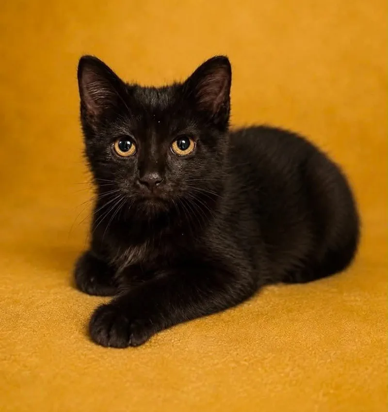 A baby large-sized female American Curl cat named Johnson for adoption in Columbia, TN
