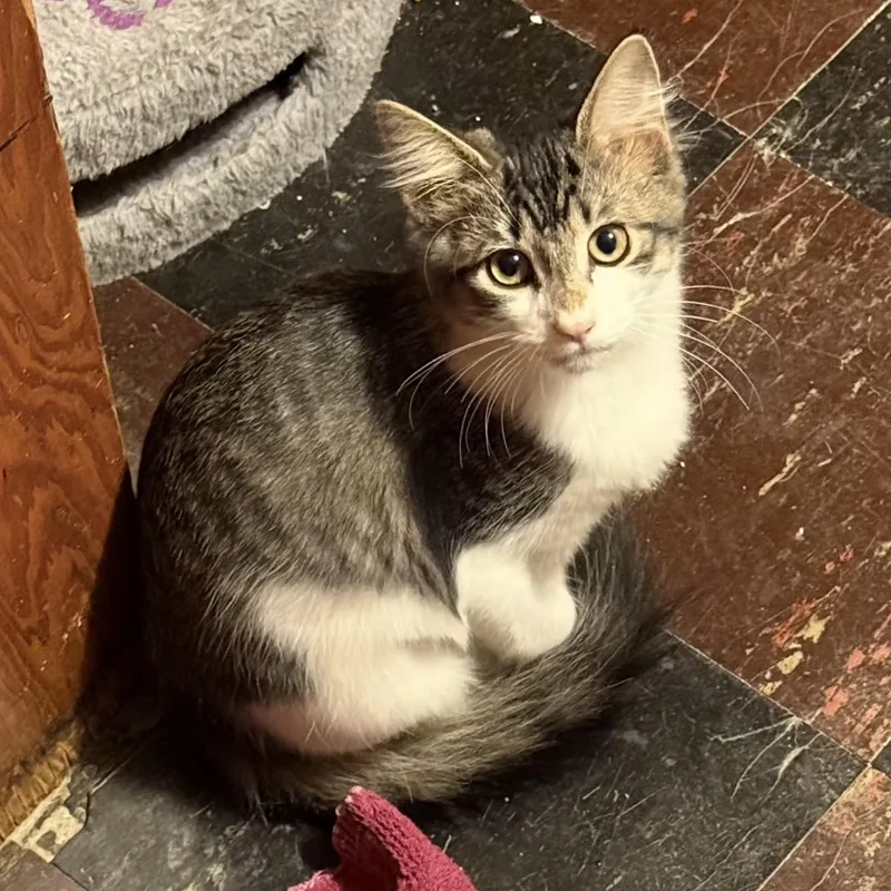 A baby medium-sized male Tabby (Gray / Blue / Silver) Tabby cat named Oregano for adoption in Washington, PA