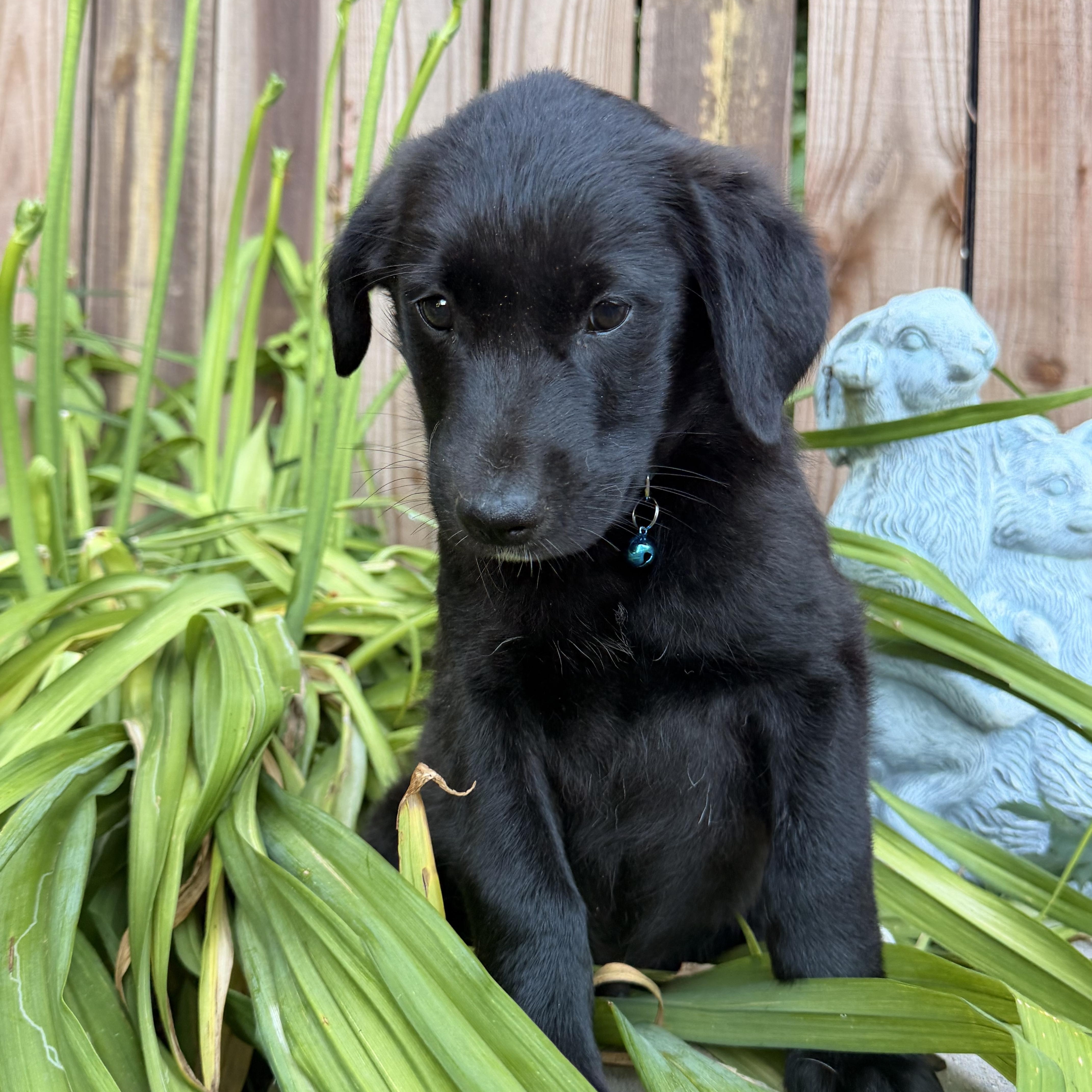 Norbert