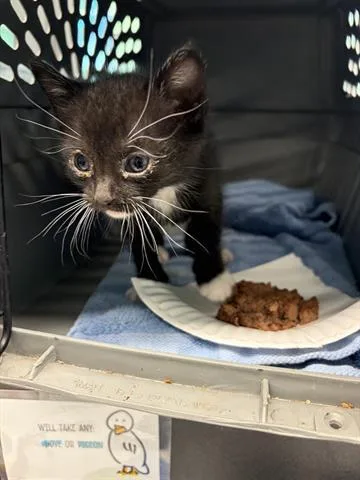 A baby small-sized female Domestic Short Hair cat named Sweet Pea for adoption in San Martin, CA