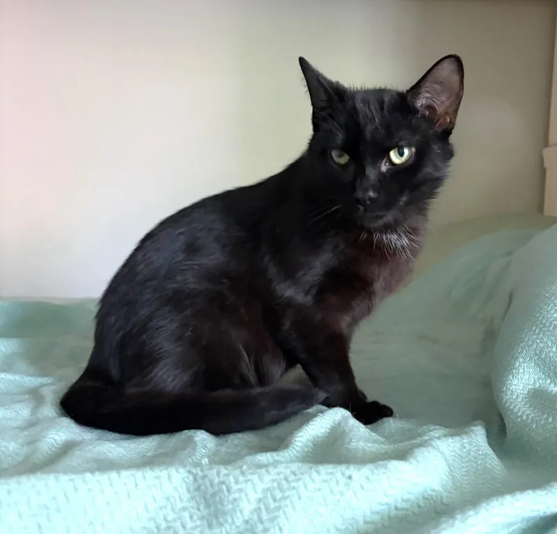 A young medium-sized male Black Domestic Short Hair cat named Raven for adoption in New Albany, OH