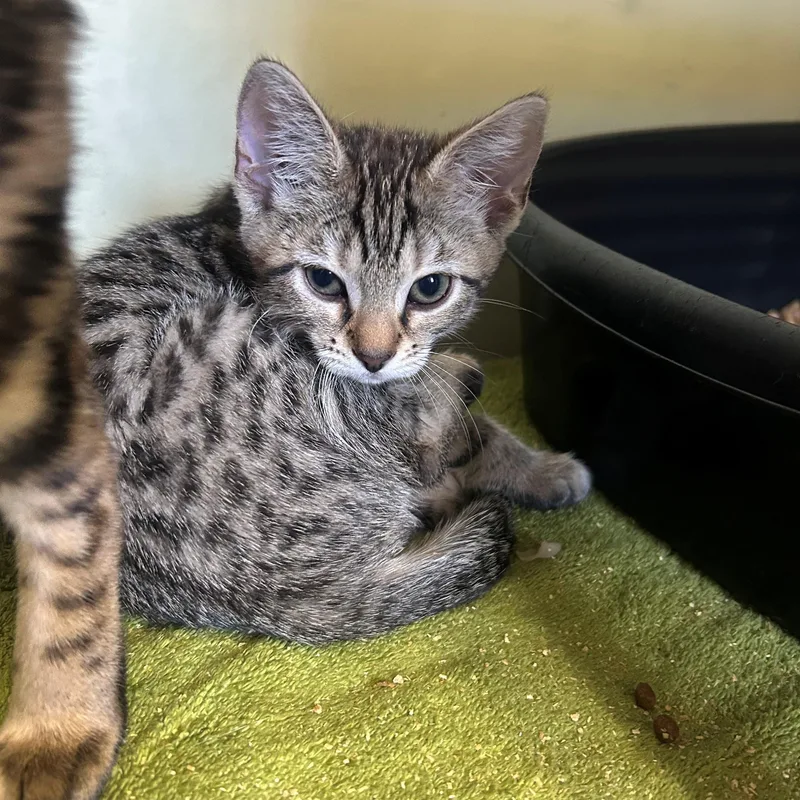 A baby small-sized female Bengal cat named Azalea for adoption in Margate, FL