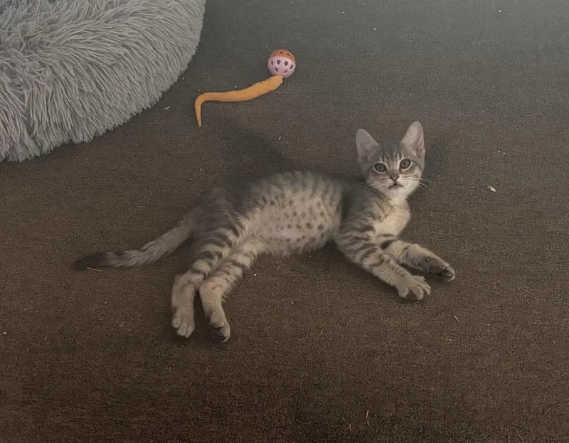 A baby small-sized male Gray / Blue / Silver Domestic Short Hair cat named Stormy Hurd for adoption in Woodlawn, TN
