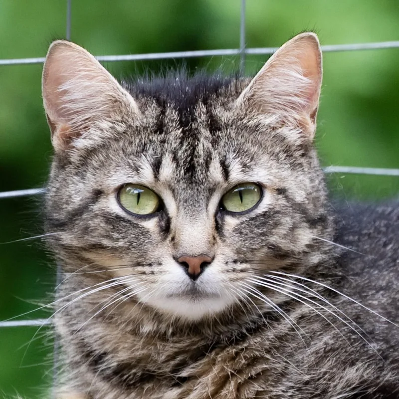 An adult medium-sized female Tabby (Brown / Chocolate) Domestic Short Hair cat named Rosie for adoption in Victor, NY