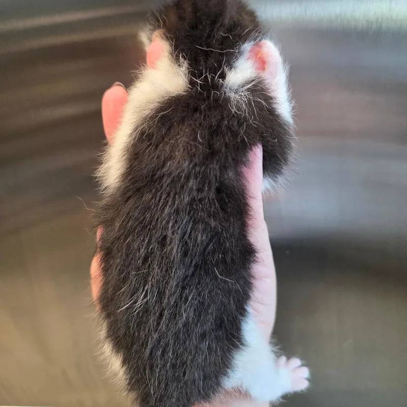 Maisy thumbnail 2