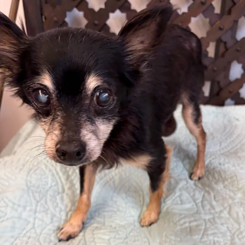 A senior small-sized male Black Chihuahua dog named Slater for adoption in San Francisco, CA