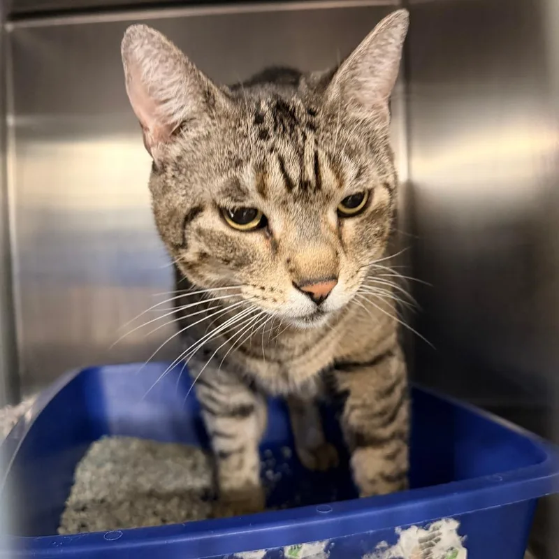 A senior large-sized female Brown / Chocolate Domestic Short Hair cat named Silly for adoption in New York, NY
