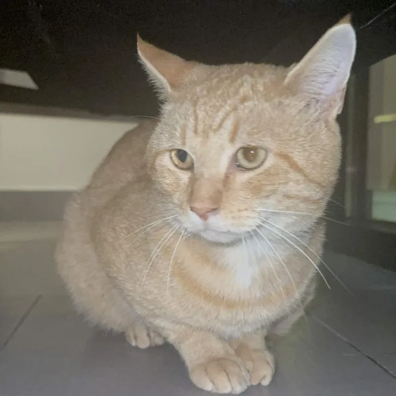 An adult small-sized male Domestic Short Hair cat named Freddie for adoption in Delaware, OH