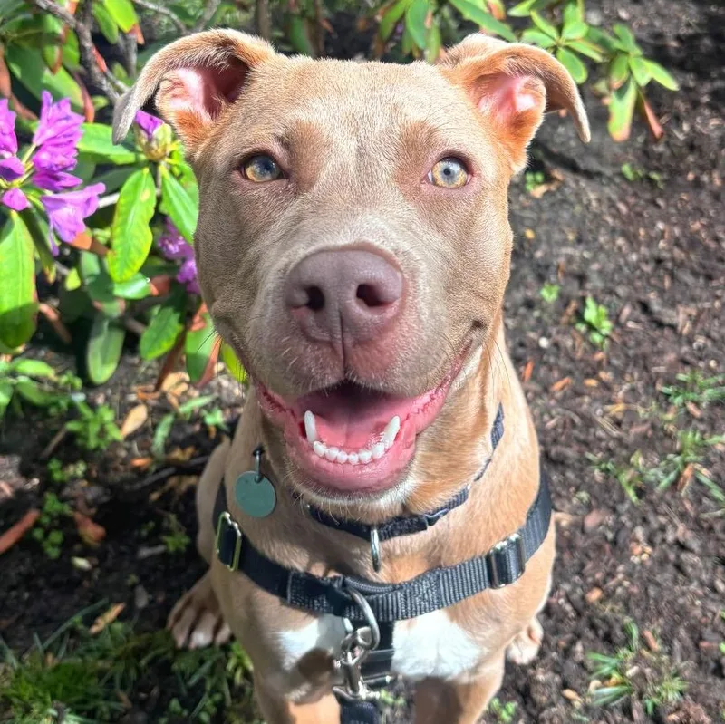 Garnet thumbnail 3