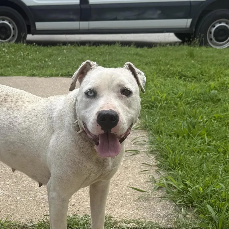 An adult medium-sized female White / Cream Pit Bull Terrier dog named Anjou for adoption in East Saint Louis, IL