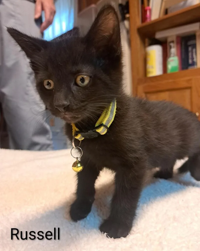 A baby medium-sized male Domestic Short Hair cat named Russell Ferguson for adoption in Parkville, MD