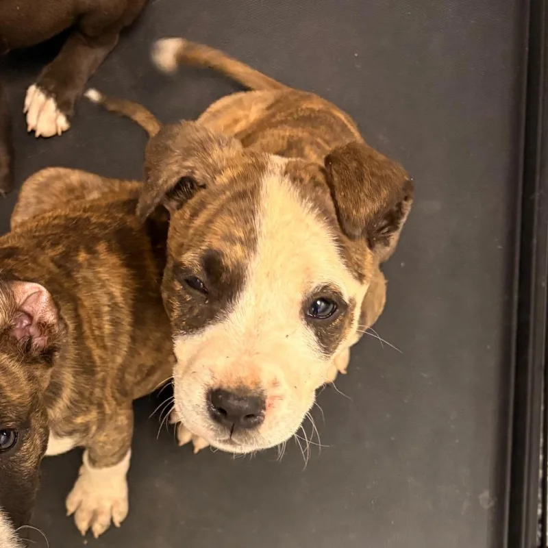 A baby small-sized male Brown / Chocolate American Staffordshire Terrier dog named Mickey for adoption in Greenville, SC
