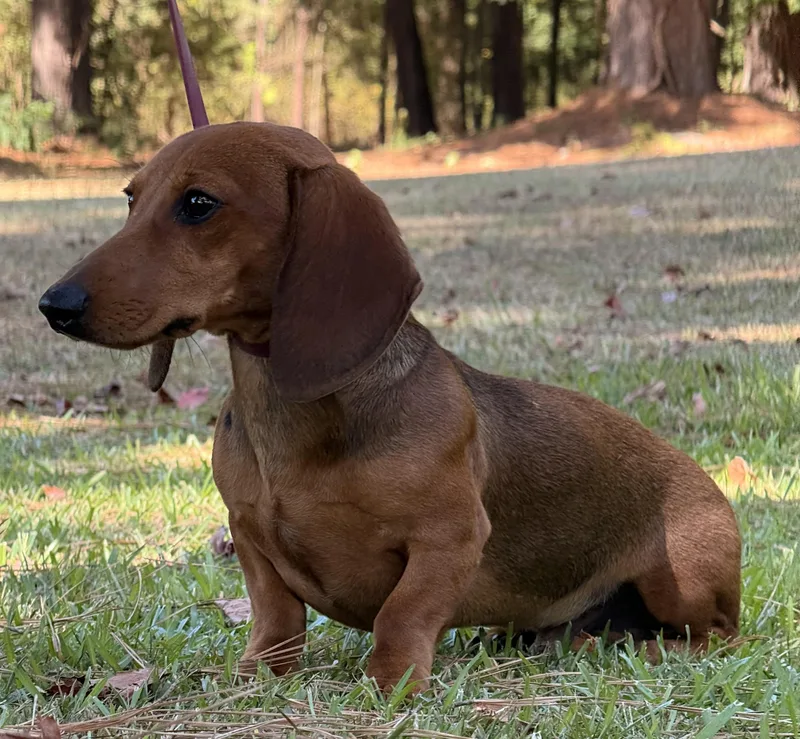 A baby small-sized male Dachshund dog named Rango for adoption in Texarkana, TX