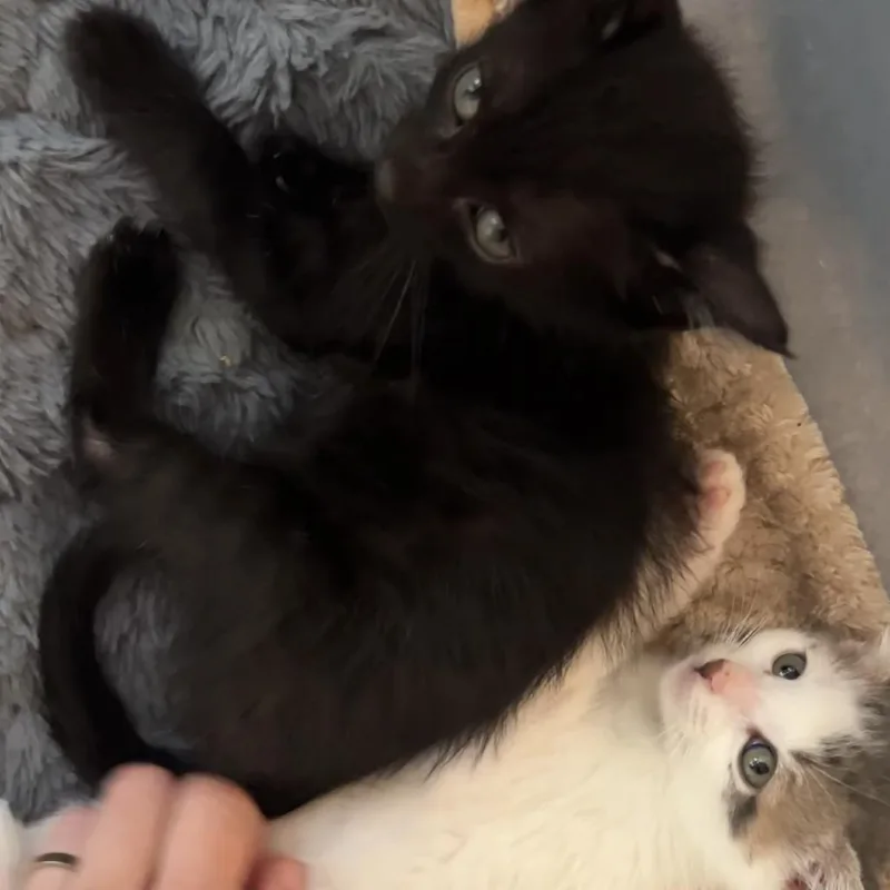 Snapdragon thumbnail 2