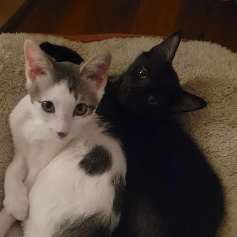 Snapdragon thumbnail 3