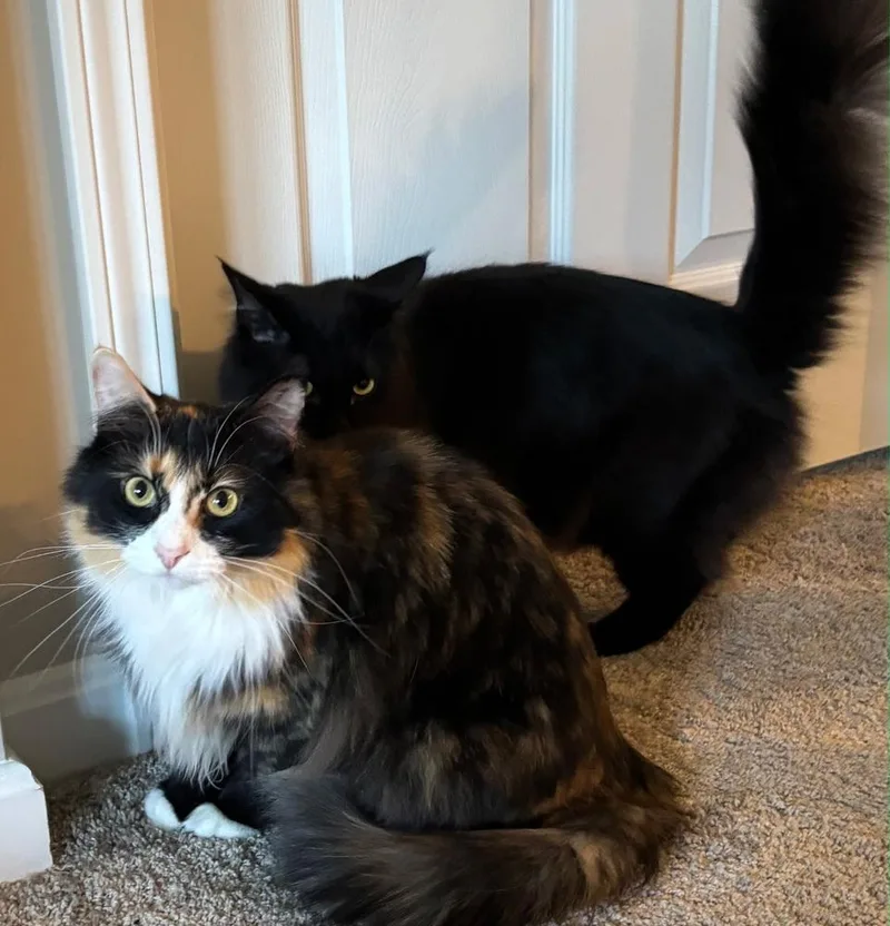 An adult medium-sized female Black Domestic Medium Hair cat named Peppermint for adoption in Dayton, OH