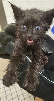 A baby medium-sized male Domestic Medium Hair cat named Freedom for adoption in Dallas, TX
