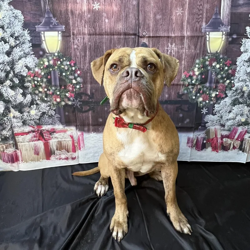 An adult large-sized male Yellow / Tan / Blond / Fawn Boxer dog named Hank for adoption in Wadena, MN