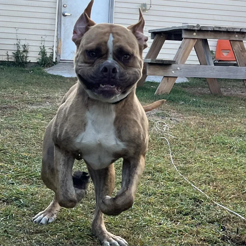 Hank thumbnail 3