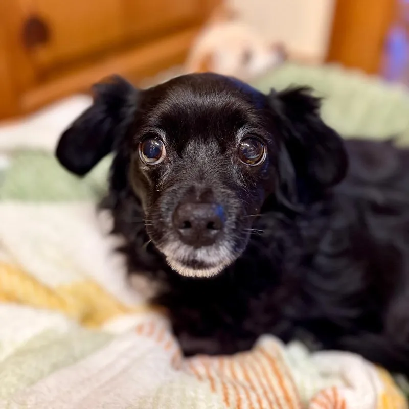 A senior small-sized female Black Chihuahua dog named Miss Biscuit for adoption in Huntsville, AL