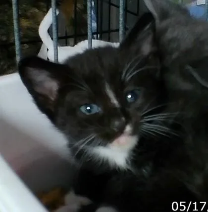 A baby medium-sized male Domestic Short Hair cat named Woobie for adoption in West Memphis, AR