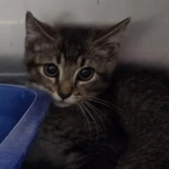 A baby medium-sized male Domestic Short Hair cat named Trouble for adoption in Worcester, MA