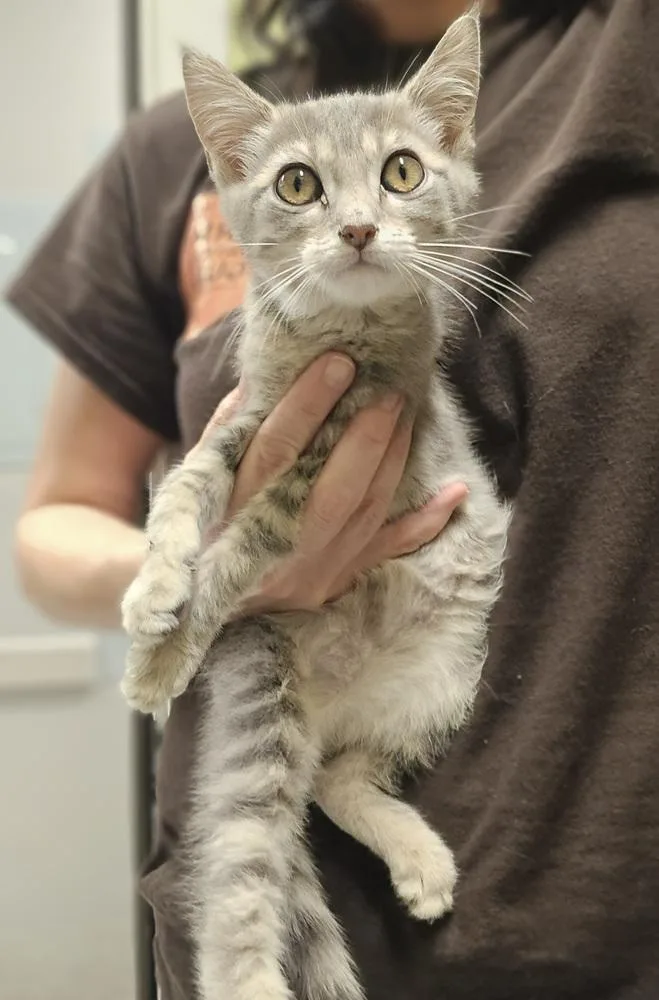 A baby small-sized female Domestic Short Hair cat named Fanta for adoption in Dickson, TN