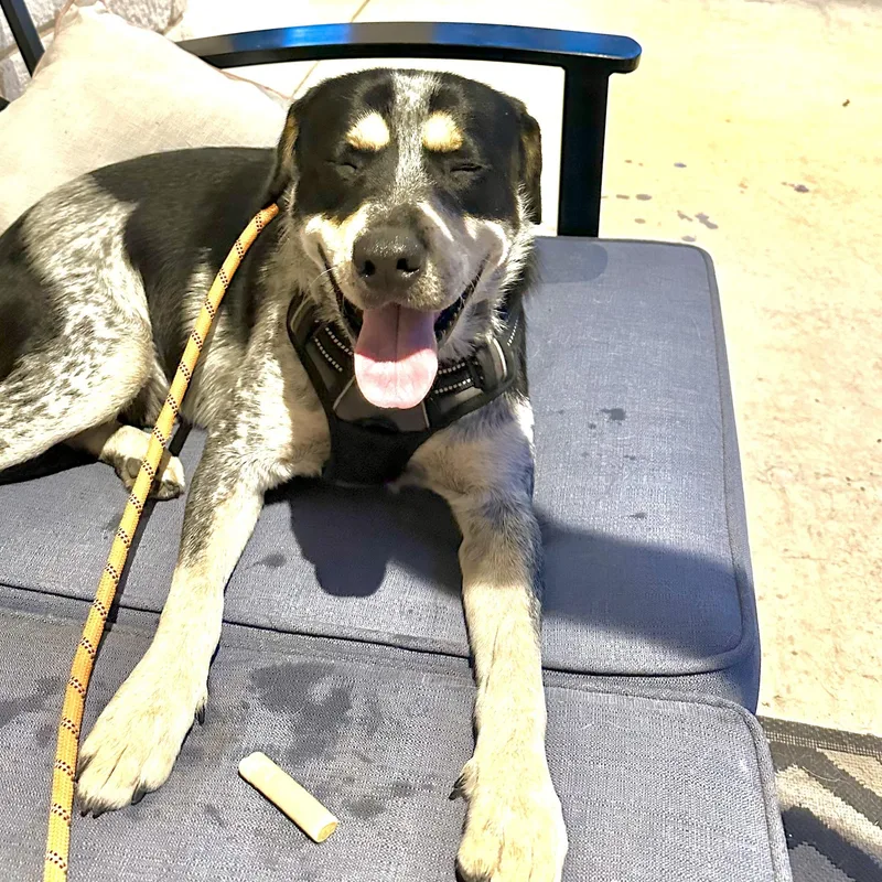 A young medium-sized male Apricot / Beige Mixed Breed dog named Ringo for adoption in Houston, TX