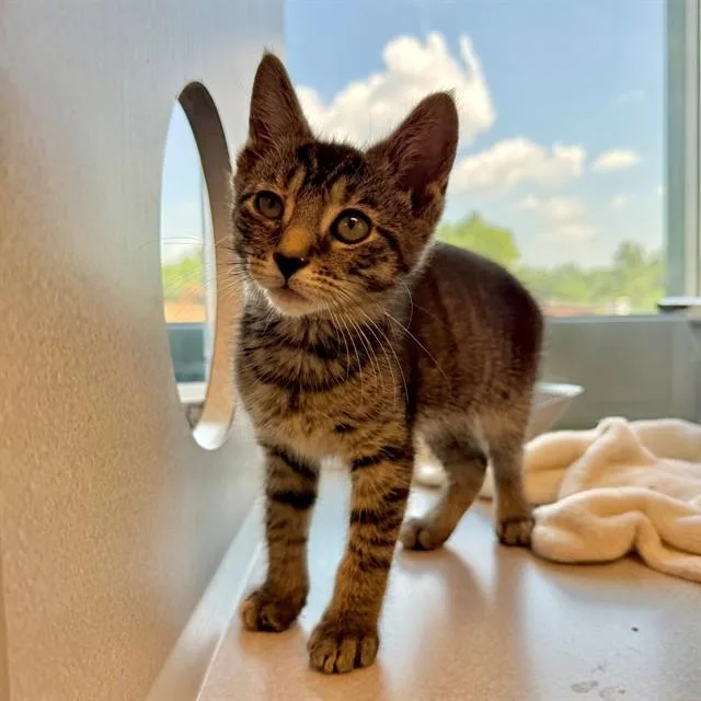 A baby small-sized female Domestic Short Hair cat named Ginger for adoption in Leesburg, VA