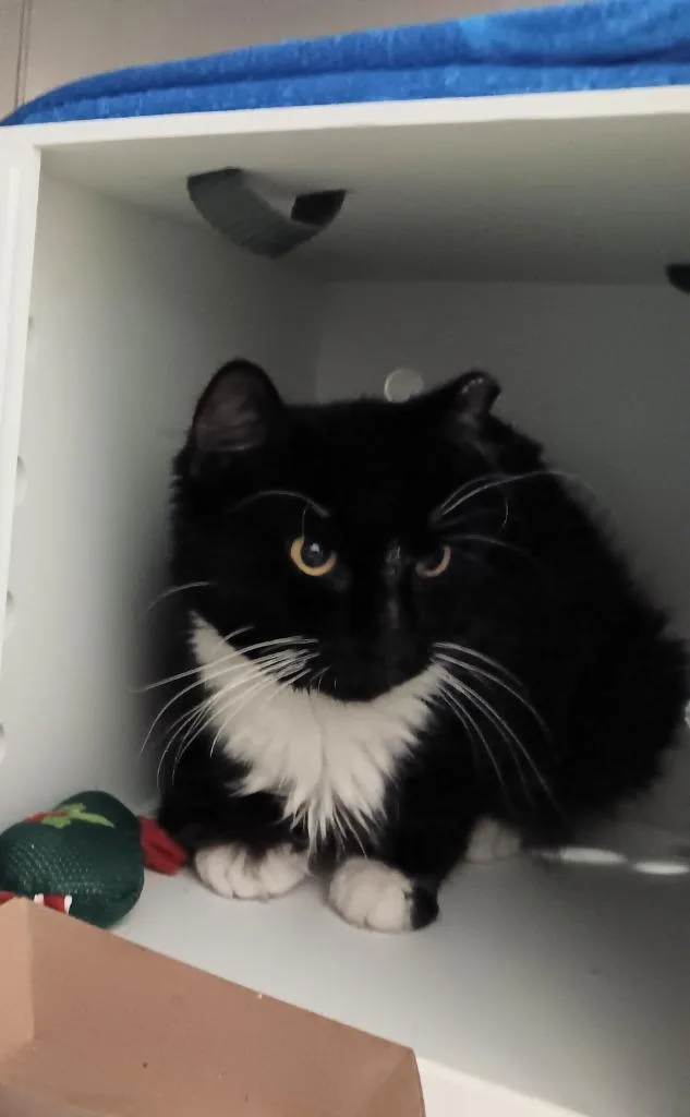 A young medium-sized male Domestic Short Hair cat named Bugsy for adoption in New Braunfels, TX