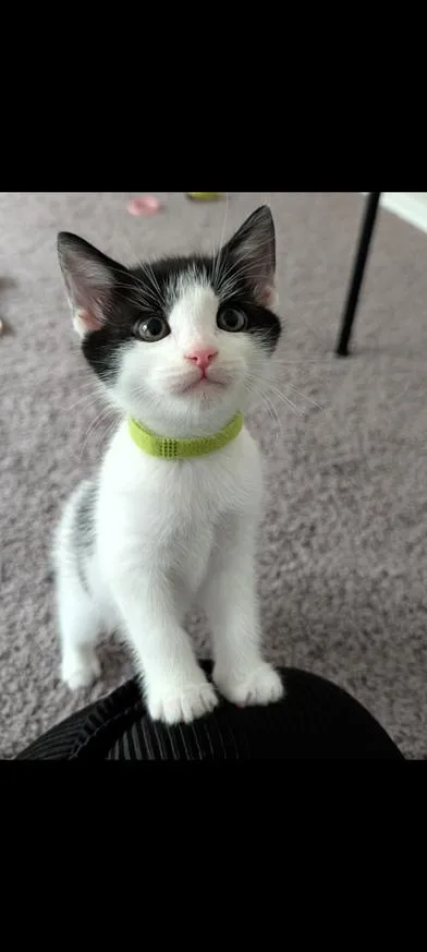 A baby small-sized male Black Domestic Short Hair cat named Jose & Mia for adoption in Liverpool, TX