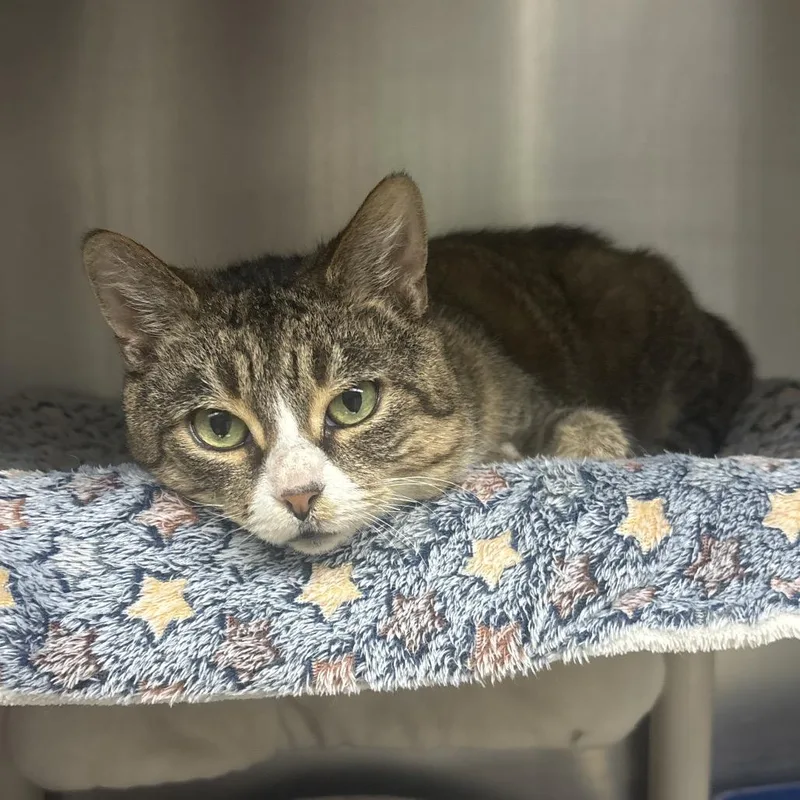 Twinkle Toes thumbnail 2