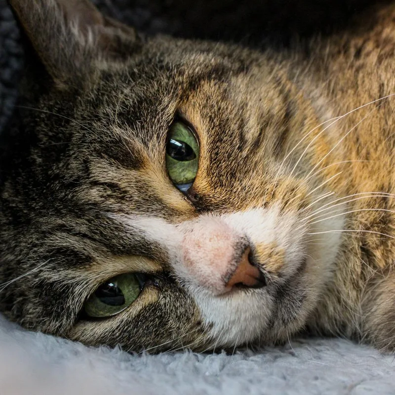 Twinkle Toes thumbnail 3