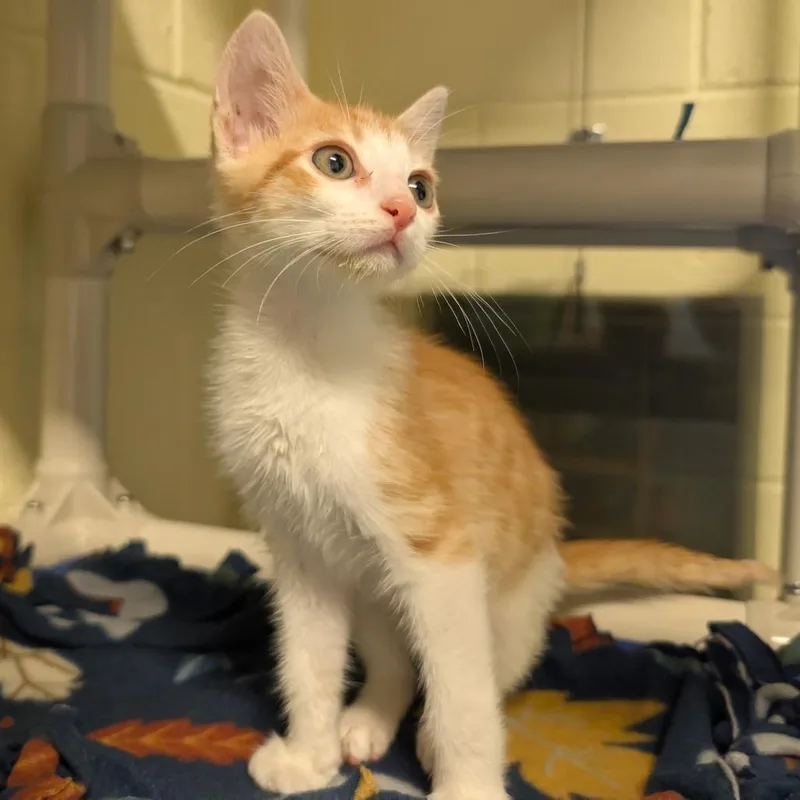 A baby small-sized male Orange / Red Domestic Short Hair cat named Mikey for adoption in Naples, FL