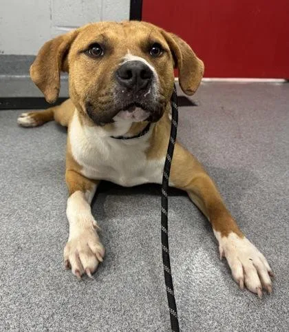 An adult medium-sized male Mixed Breed dog named Finston for adoption in West Chester, PA