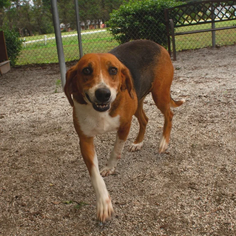 An adult medium-sized female Hound dog named Sweet Pea for adoption in Windsor, VA