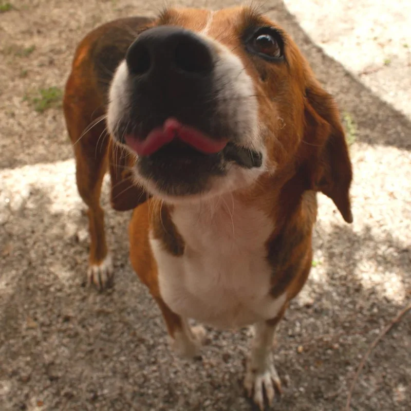 Sweet Pea thumbnail 4