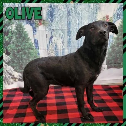 A baby large-sized female Flat-Coated Retriever dog named Olive for adoption in Morton Grove, IL