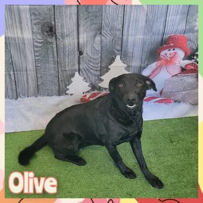 Olive thumbnail 2