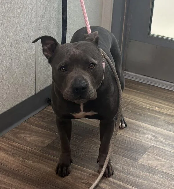 An adult medium-sized male Pit Bull Terrier dog named Brody for adoption in San Diego, CA