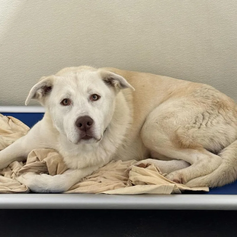 An adult large-sized male White / Cream Mixed Breed dog named Blaze for adoption in Davenport, IA