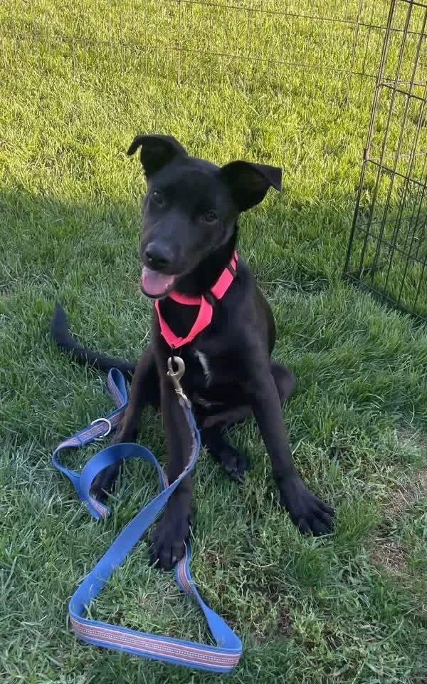 A baby medium-sized female Labrador Retriever dog named Crystal for adoption in New London, WI