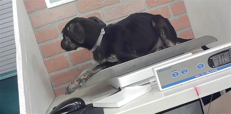 A baby small-sized female Labrador Retriever dog named Dina for adoption in Houston, TX